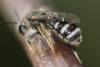 Lasioglossum sp.